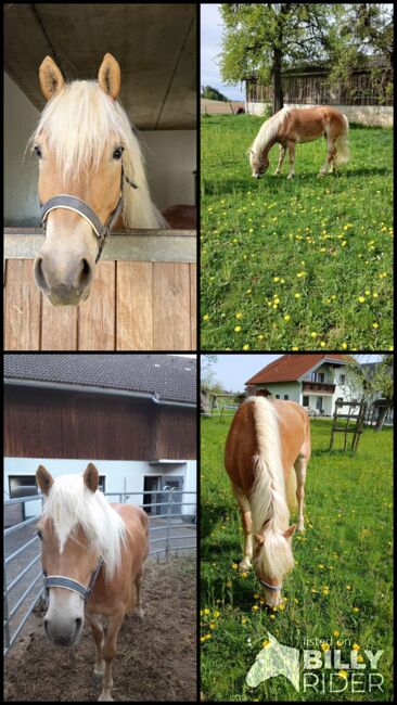 4 jährige Mosti, Sophie Kneidinger, Horses For Sale, Am Landlberg, Image 6