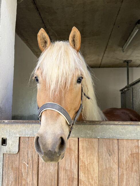 4 jährige Mosti, Sophie Kneidinger, Horses For Sale, Am Landlberg