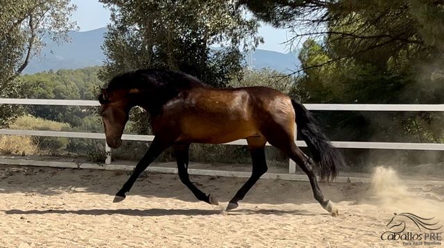 4 jähr PRE Dunkel Buckskin Hengst - aktuell ca. 1.67 m - angeritten, Thomas Adams (Caballos PRE), Horses For Sale, Bell, Image 8