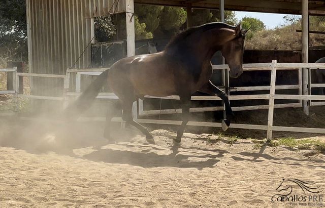 4 jähr PRE Dunkel Buckskin Hengst - aktuell ca. 1.67 m - angeritten, Thomas Adams (Caballos PRE), Horses For Sale, Bell, Image 10