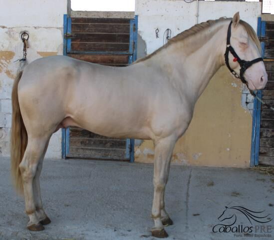 4 jähr. PRE Perlino Hengst - angeritten - 1.61 m, Thomas Adams (Caballos PRE), Horses For Sale, Bell, Image 3