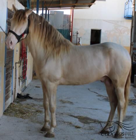 4 jähr. PRE Perlino Hengst - angeritten - 1.61 m, Thomas Adams (Caballos PRE), Horses For Sale, Bell, Image 4