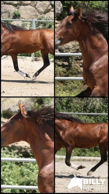 4 jähr. Bewegungsstarker PRE Hengst - ca. 1.64 m - vom Züchter, Thomas Adams (Caballos PRE), Horses For Sale, Bell, Image 10