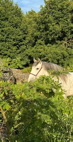 4 jähr. PRE Hengst - Digital Sohn - 1.61 m, Thomas Adams (Caballos PRE), Horses For Sale, Bell, Image 5