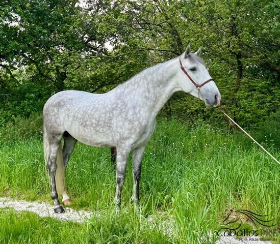 4 jähr. PRE Hengst - Digital Sohn - 1.61 m, Thomas Adams (Caballos PRE), Horses For Sale, Bell, Image 2