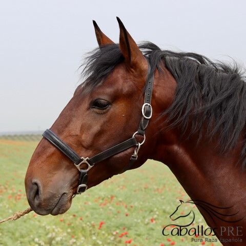 4 jähriger PRE Hengst direkt vom Züchter - ca. 1.65 m, Thomas Adams (Caballos PRE), Horses For Sale, Bell