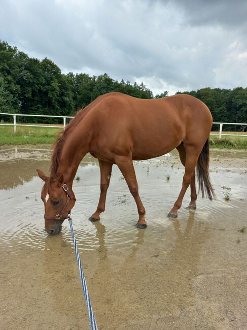 4 jährige Quarter Horse Stute, Sandra E., Horses For Sale, Ostermiething , Image 6