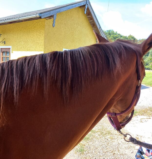 4 jährige Quarter Horse Stute, Sandra E., Horses For Sale, Ostermiething , Image 3