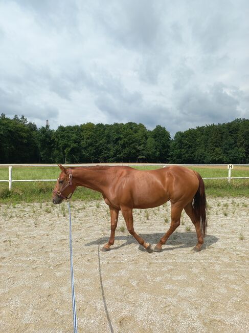 4 jährige Quarter Horse Stute, Sandra E., Horses For Sale, Ostermiething , Image 9