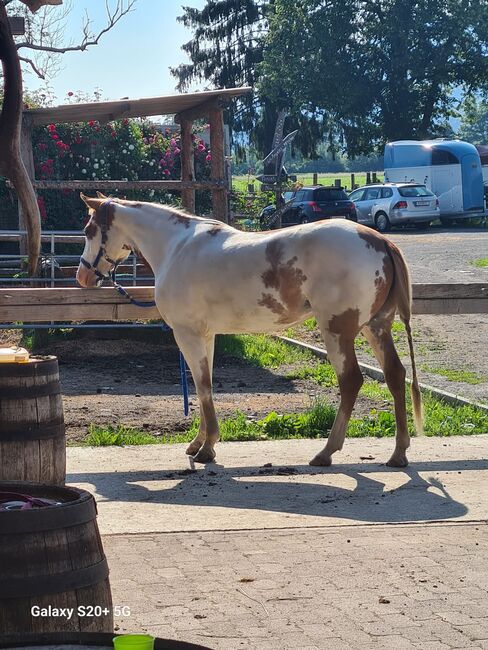 4 jährige Quater Mix Stute, Florian oder Romana Schwarz , Horses For Sale, St. Leonhard bei Siebenbrünn, Image 4