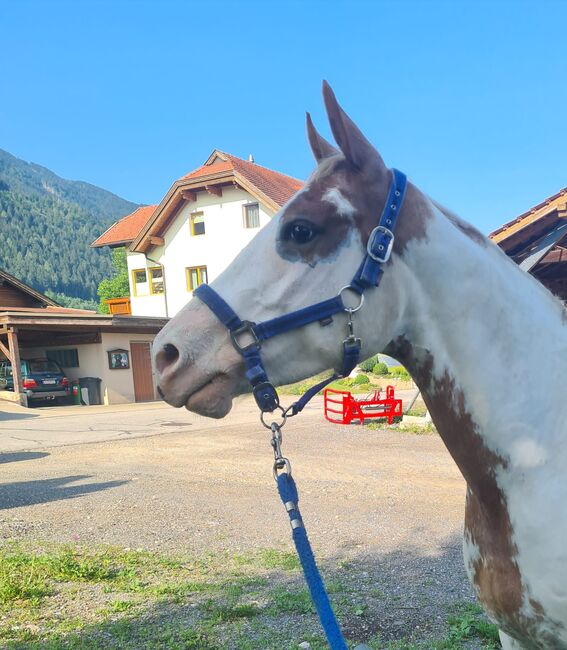 4 jährige Quater Mix Stute, Florian oder Romana Schwarz , Horses For Sale, St. Leonhard bei Siebenbrünn, Image 5