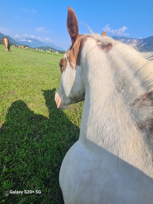 4 jährige Quater Mix Stute, Florian oder Romana Schwarz , Horses For Sale, St. Leonhard bei Siebenbrünn, Image 3