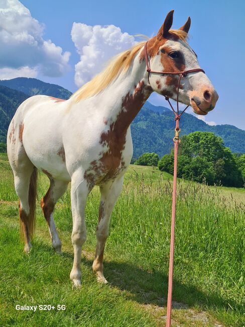 4 jährige Quater Mix Stute, Florian oder Romana Schwarz , Horses For Sale, St. Leonhard bei Siebenbrünn