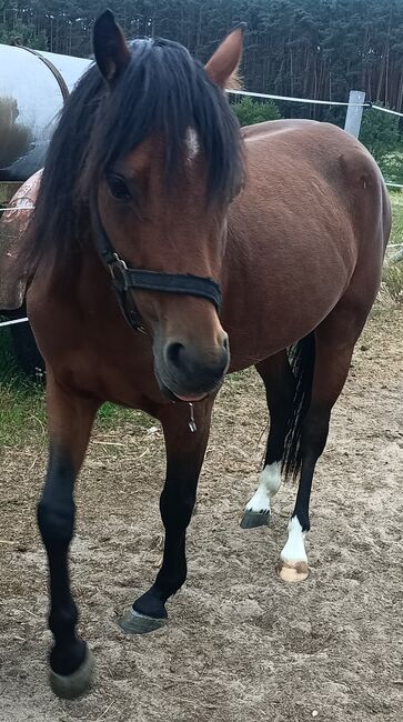 4 jähriger welsh Wallach, Unbekannt , Horses For Sale, 03185 Peitz, Image 3