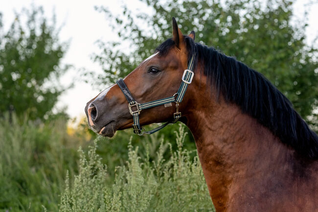 4 Jähriger Zangersheider Hengst, Kristina Häfele, Horses For Sale, Burk, Image 2