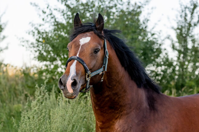4 Jähriger Zangersheider Hengst, Kristina Häfele, Horses For Sale, Burk, Image 3