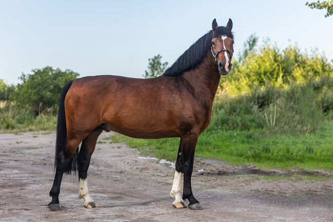 4 Jähriger Zangersheider Hengst, Kristina Häfele, Horses For Sale, Burk, Image 4