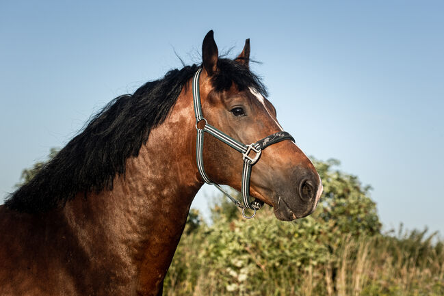 4 Jähriger Zangersheider Hengst, Kristina Häfele, Horses For Sale, Burk, Image 5