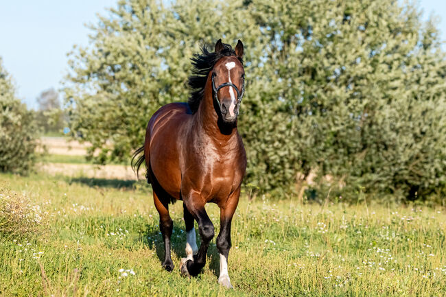 4 Jähriger Zangersheider Hengst, Kristina Häfele, Horses For Sale, Burk, Image 6
