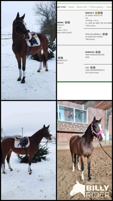 4 ja Wallach zu verkaufen, Rasa, Horses For Sale, Gelsenkirchen , Image 5