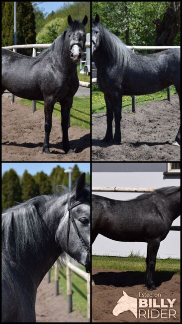 4j Dunkelschimmel Stute 1,48m - Western/Freizeit/Glande, Klara, Horses For Sale, Chelmno, Image 5