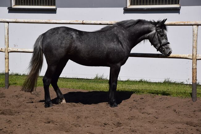 4j Dunkelschimmel Stute 1,48m - Western/Freizeit/Glande, Klara, Horses For Sale, Chelmno, Image 4