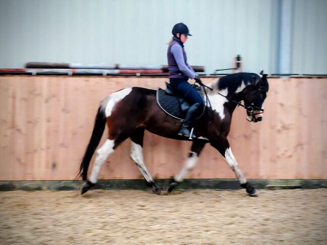 4j. Polnische warmblut Stute 1,59, Klara, Pferd kaufen, Chelmno