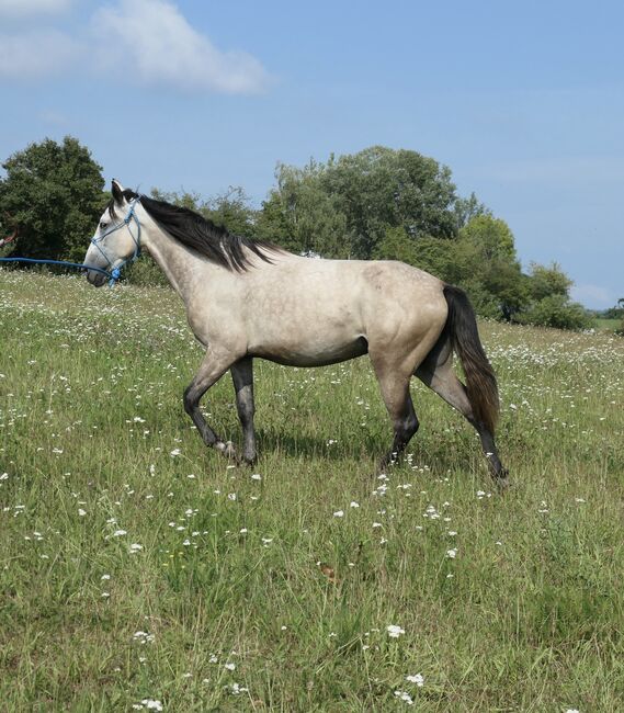 4j Cruzado Stute, intelligent, kennt Reitergewicht, PetraF, Horses For Sale, Aschaffenburg, Image 3