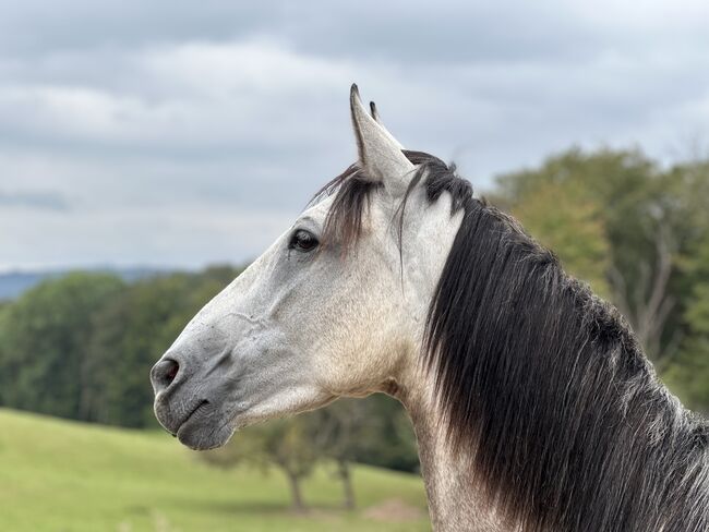 4j Cruzado Stute, intelligent, kennt Reitergewicht, PetraF, Horses For Sale, Aschaffenburg