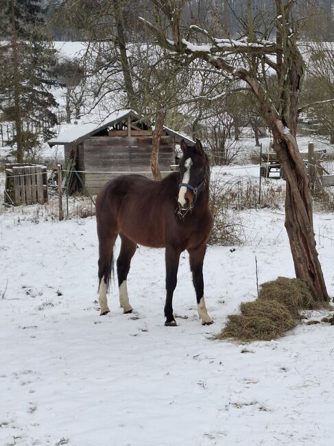 4j. Wallach zu verkaufen, Privat , Horses For Sale, Münzenberg 