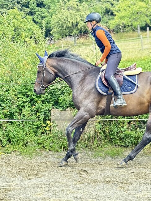5 Jahre alter Hannoveraner Wallach sucht neue Aufgabe, Katja Huger, Pferd kaufen, Bad Dürrheim, Abbildung 9