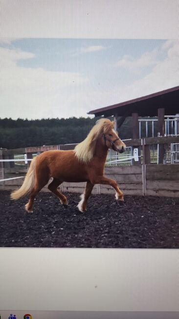 5gängige Islandstute, Yasmin, Horses For Sale, Groß Briesen