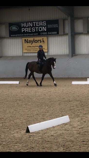 5* home awaiting - BRANDIE, Brogan Barlow, Pferd kaufen, Lancashire , Abbildung 6