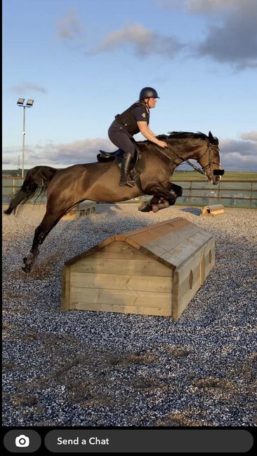 5* home awaiting - BRANDIE, Brogan Barlow, Pferd kaufen, Lancashire , Abbildung 2