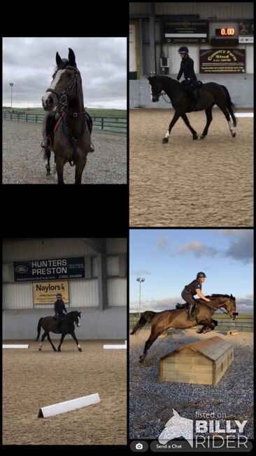 5* home awaiting - BRANDIE, Brogan Barlow, Pferd kaufen, Lancashire , Abbildung 7