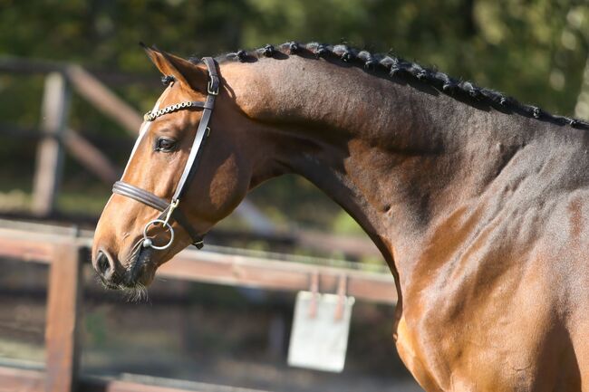 5 j Tunierpferd suchen neues reiter, Carlo, Horses For Sale, Nickelsdorf, Image 4