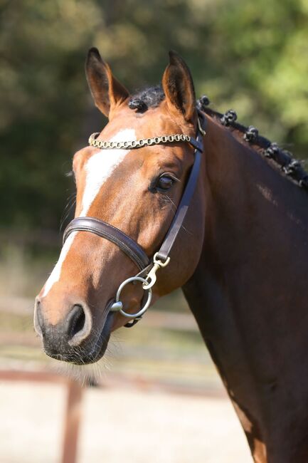 5 j Tunierpferd suchen neues reiter, Carlo, Horses For Sale, Nickelsdorf, Image 5