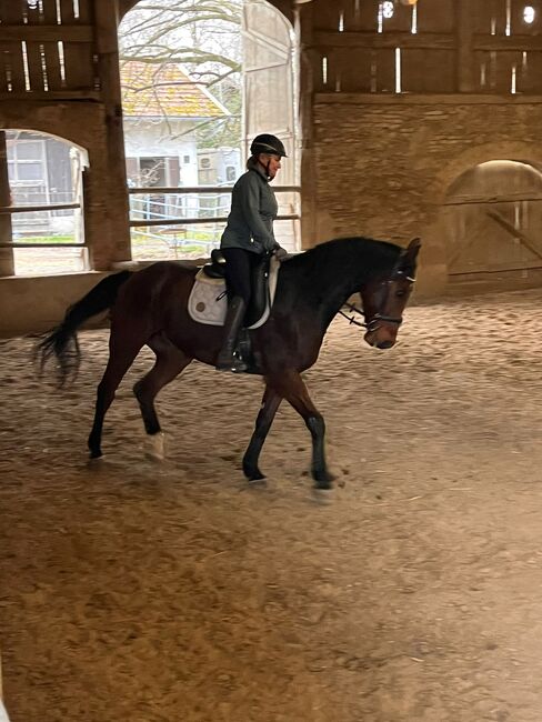 5jahre junger Wallach kwpn, Pauker Sabine , Horses For Sale, Grafing