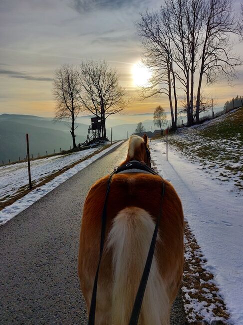 5 jähriger Haflinger Wallach zu verkaufen, Flora Stübl, Horses For Sale, Rettenegg, Image 5