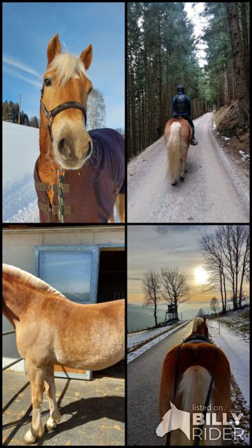 5 jähriger Haflinger Wallach zu verkaufen, Flora Stübl, Horses For Sale, Rettenegg, Image 9