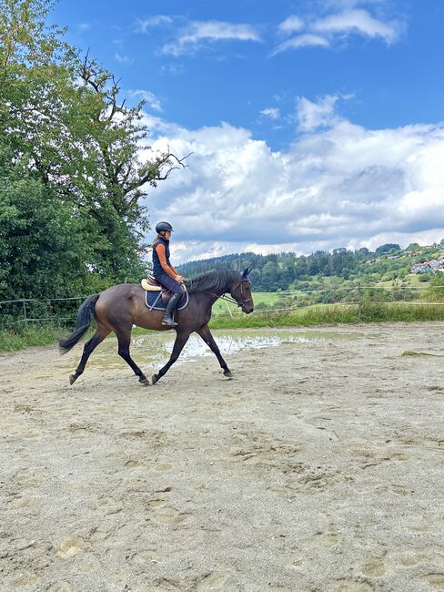 5 Jahre alter Hannoveraner Wallach sucht neue Aufgabe, Katja Huger, Horses For Sale, Bad Dürrheim, Image 5