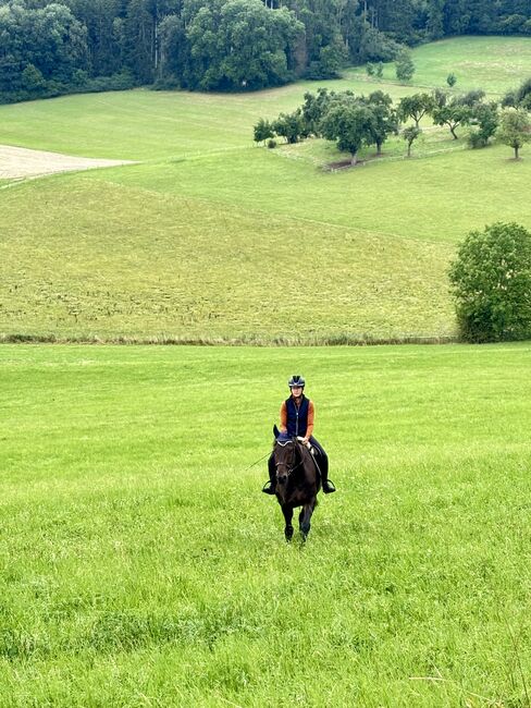 5 Jahre alter Hannoveraner Wallach sucht neue Aufgabe, Katja Huger, Horses For Sale, Bad Dürrheim, Image 7