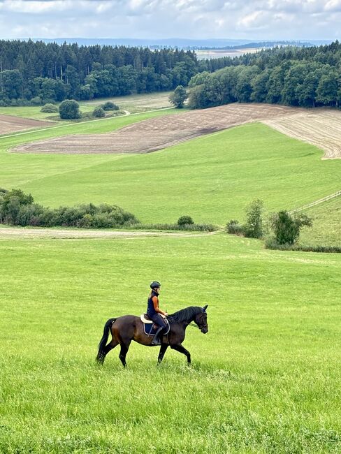 5 Jahre alter Hannoveraner Wallach sucht neue Aufgabe, Katja Huger, Horses For Sale, Bad Dürrheim, Image 12