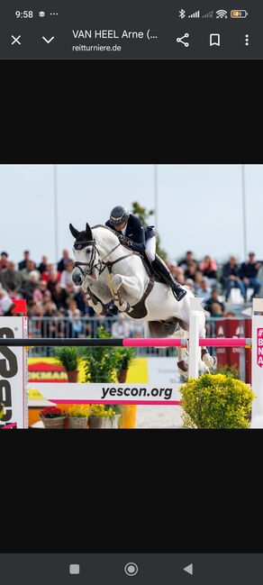 5 jähriger Holsteiner Wallach, Cassidy , Horses For Sale, Bremen 