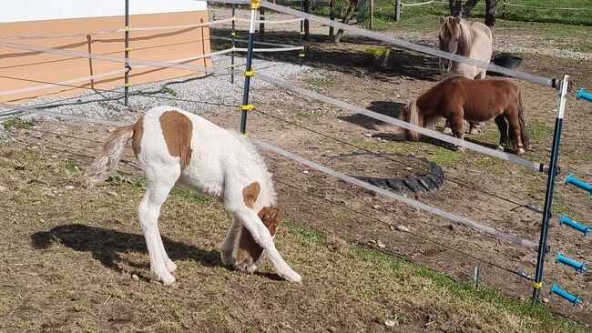 5jährige Isländerstute mit Stutfohlen bei Fuß, 150cm, Brigitta, Horses For Sale, Eisgarn, Image 7