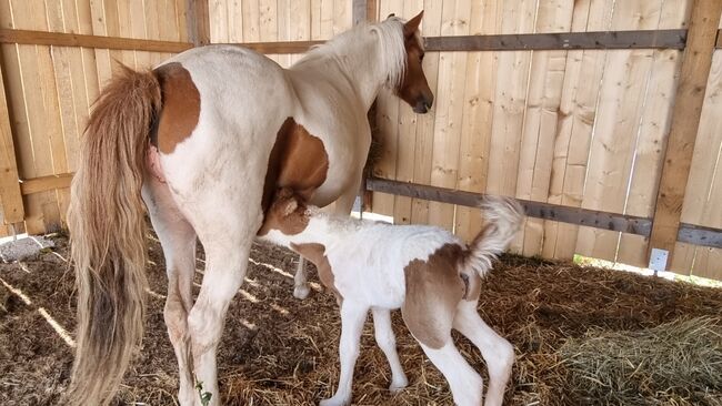 5jährige Isländerstute mit Stutfohlen bei Fuß, 150cm, Brigitta, Horses For Sale, Eisgarn, Image 13