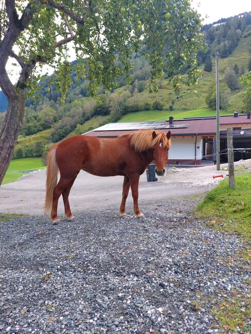 Reinrassige 5 jährige Isländer stute, ca 145 stkm, Theresia blaickner hollaus, Horses For Sale, Fusch, Image 4