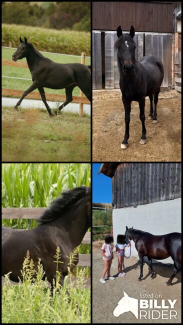 5 jährige reinrassige Stute, Conny , Horses For Sale, Großwarasdorf / Veliki Borištof, Image 7