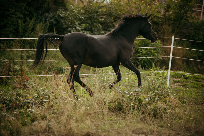 5 jährige reinrassige Stute, Conny , Horses For Sale, Großwarasdorf / Veliki Borištof, Image 2