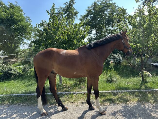 5 jähriger Wallach, Michael , Horses For Sale, Seibersdorf